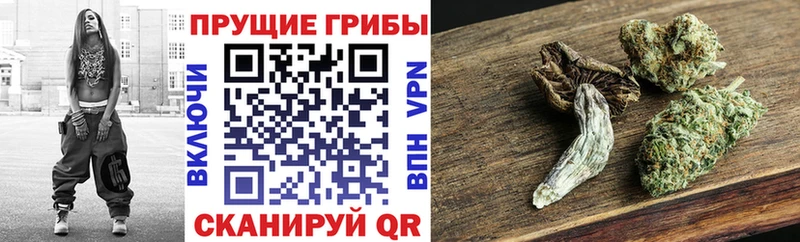 Галлюциногенные грибы Psilocybine cubensis  Купить  Мезень 